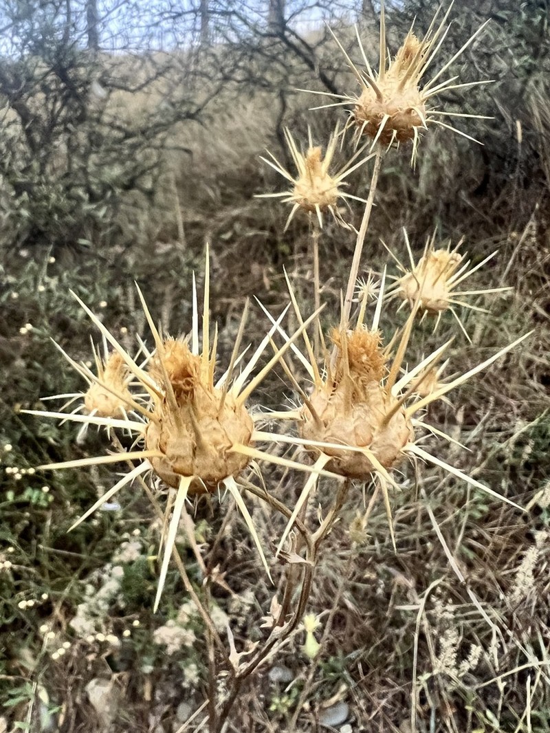 Centaurea reflexa photo 2