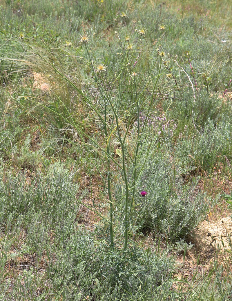 Centaurea reflexa photo 3