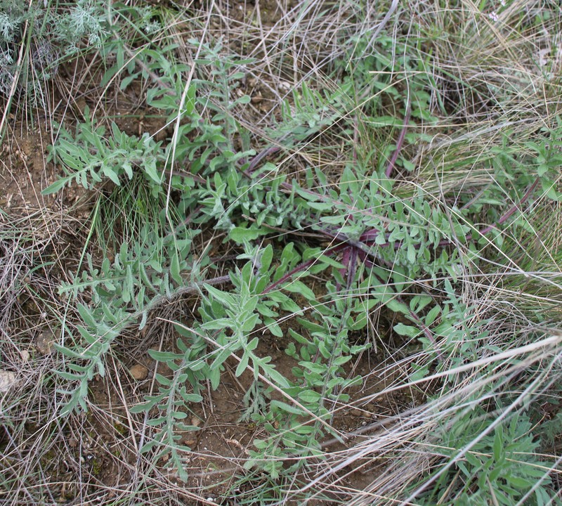 Centaurea reflexa photo 4