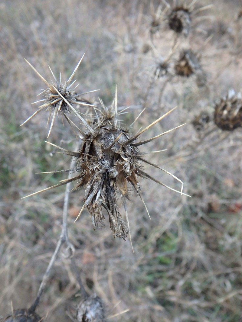 Centaurea reflexa photo 5
