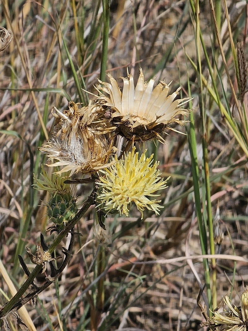 Centaurea reflexa photo 6
