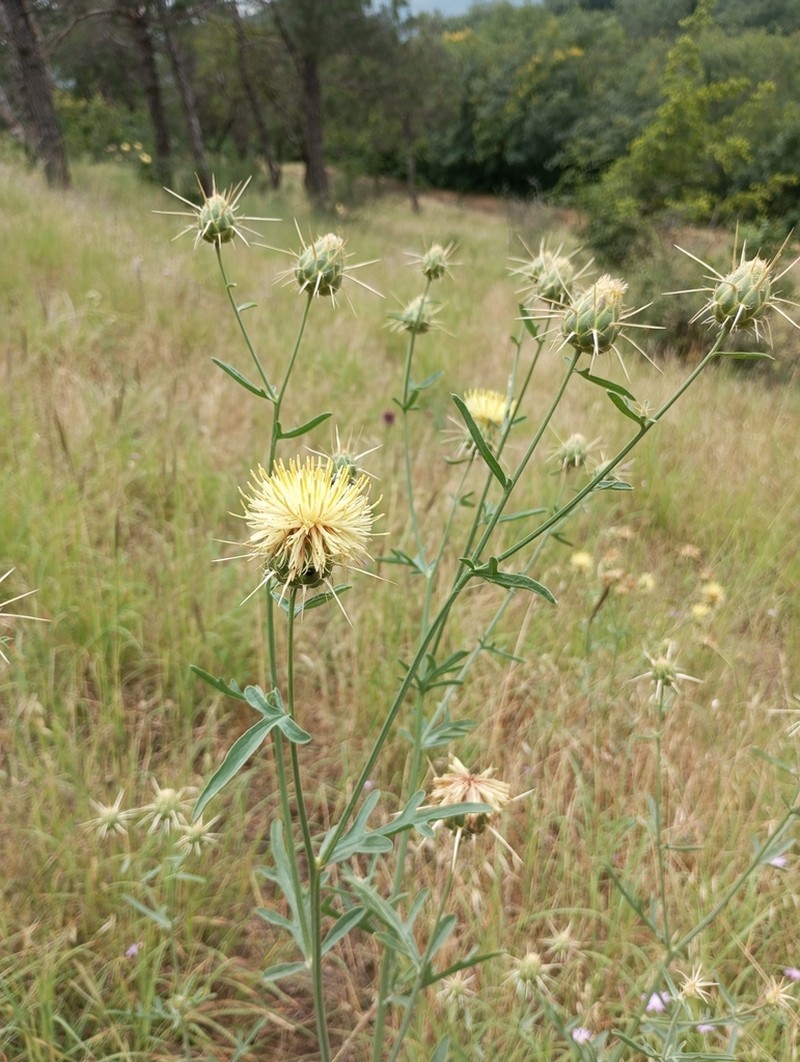 Centaurea reflexa photo 7