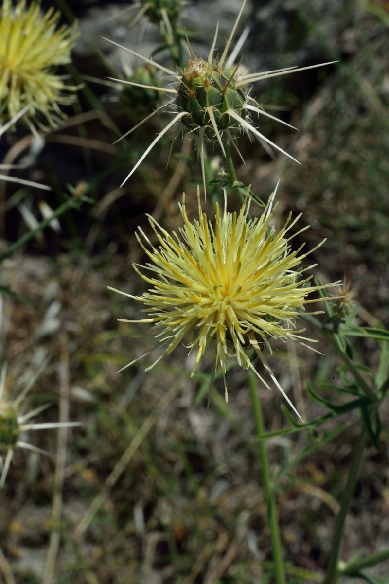 Centaurea reflexa photo 8