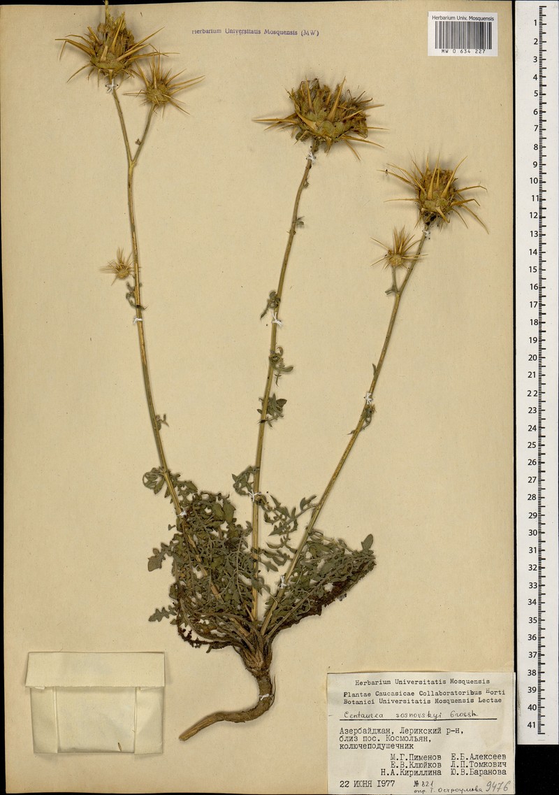 Centaurea reflexa subsp. sosnowskyi