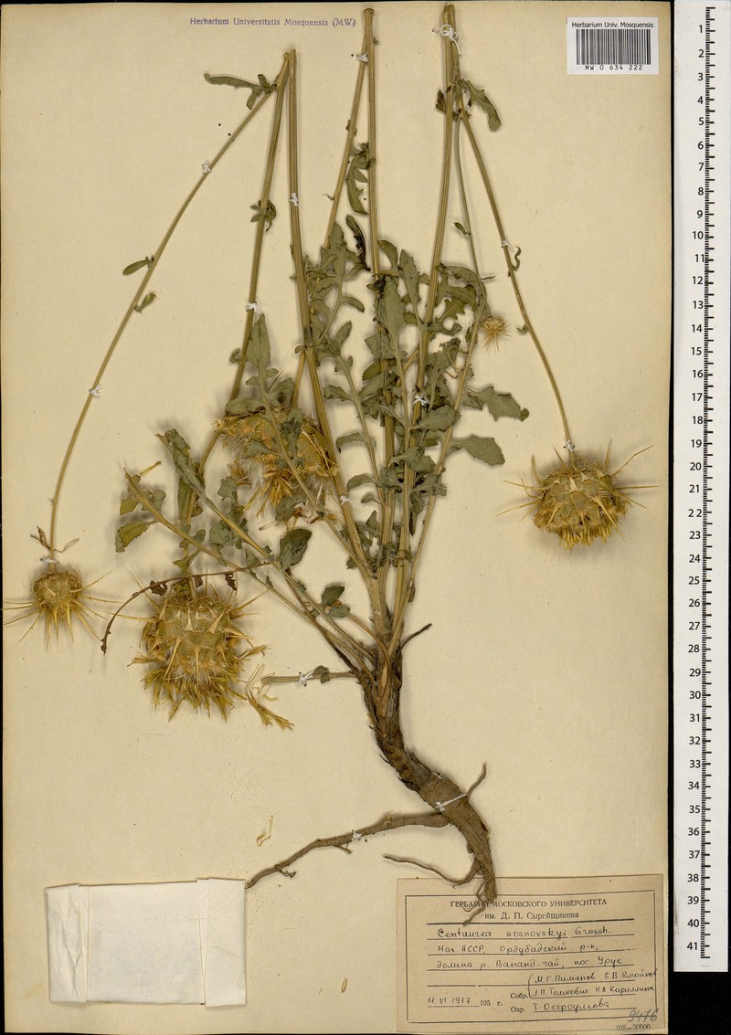 Centaurea reflexa subsp. sosnowskyi photo 2