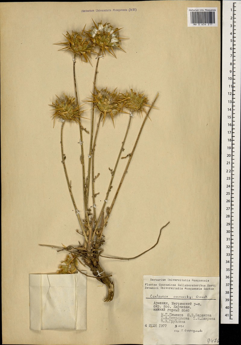 Centaurea reflexa subsp. sosnowskyi photo 3
