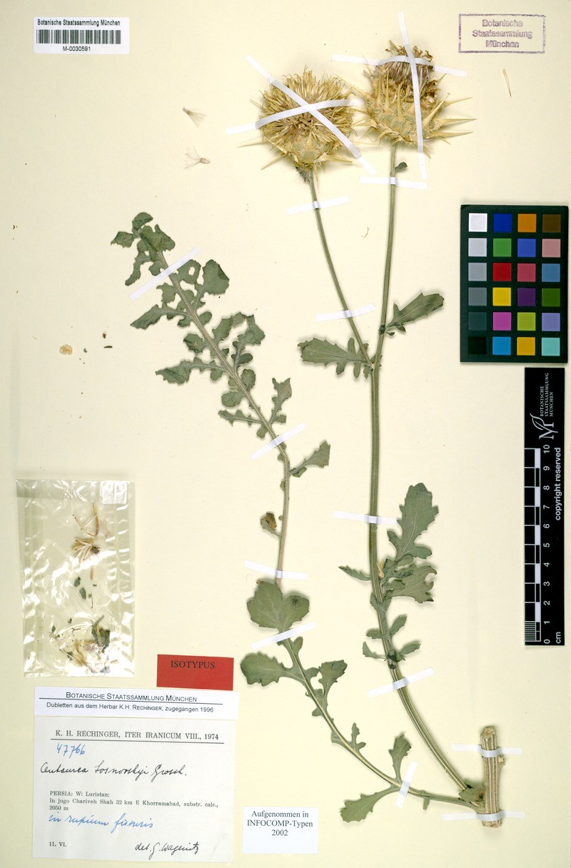Centaurea reflexa subsp. sosnowskyi photo 4