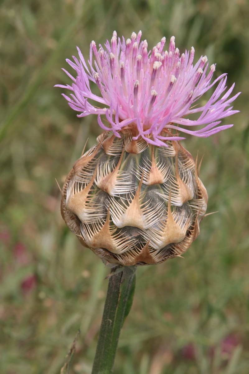 Centaurea regia