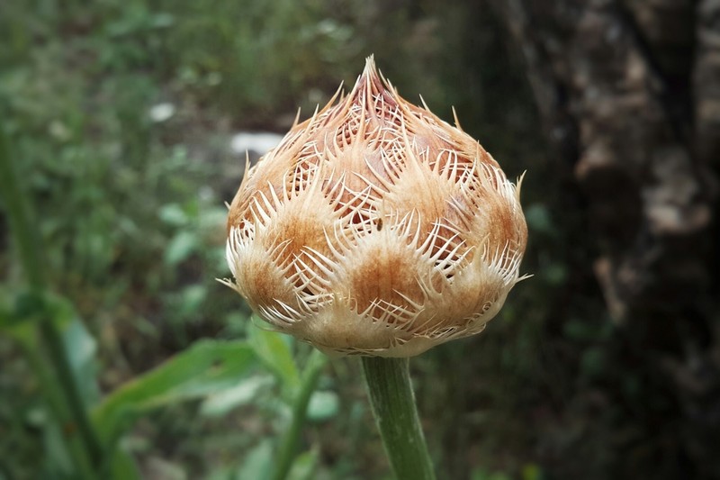 Centaurea regia photo 2