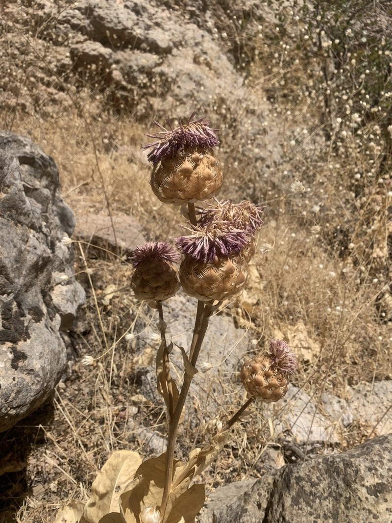 Centaurea regia photo 3