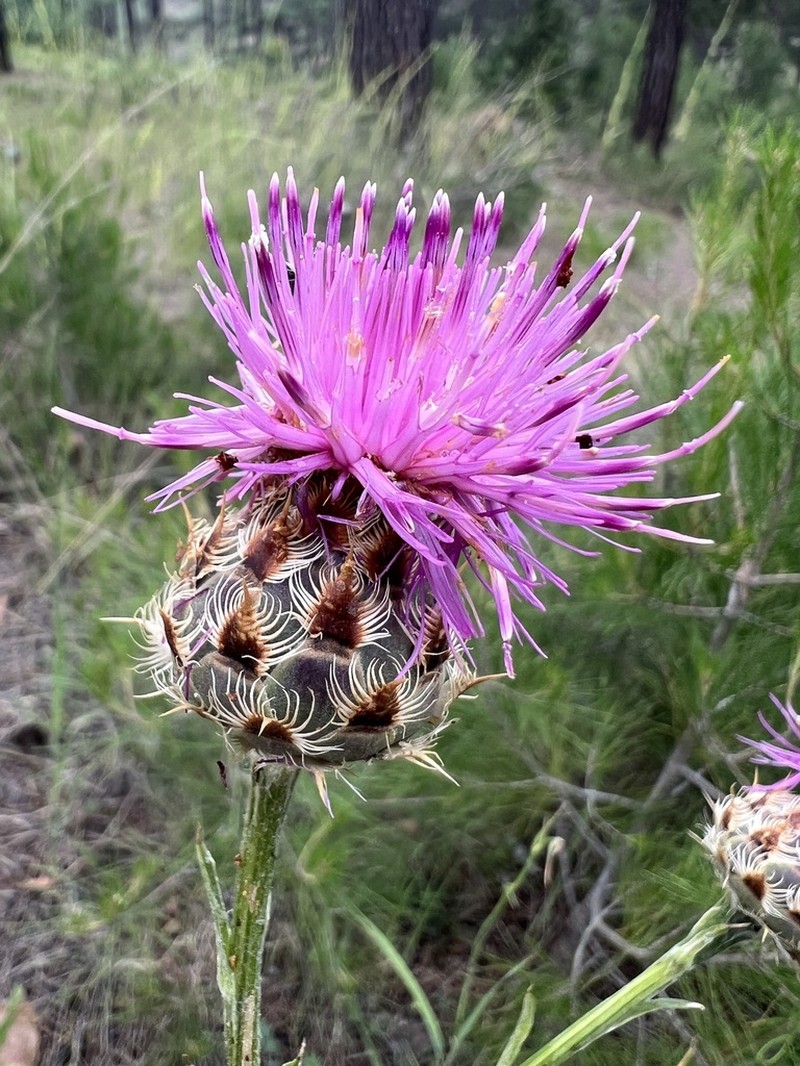 Centaurea regia photo 4
