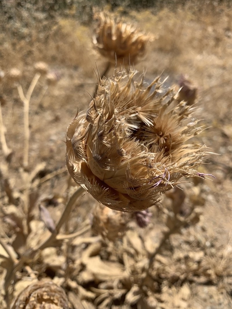 Centaurea regia photo 5