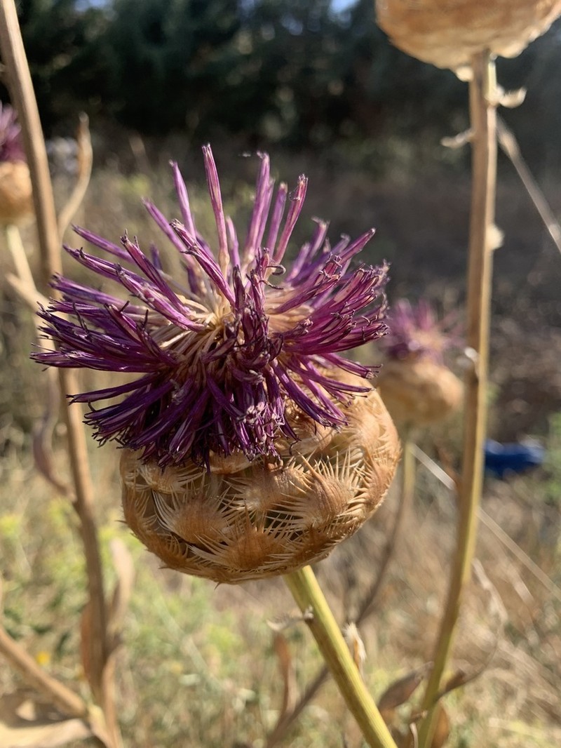 Centaurea regia photo 6