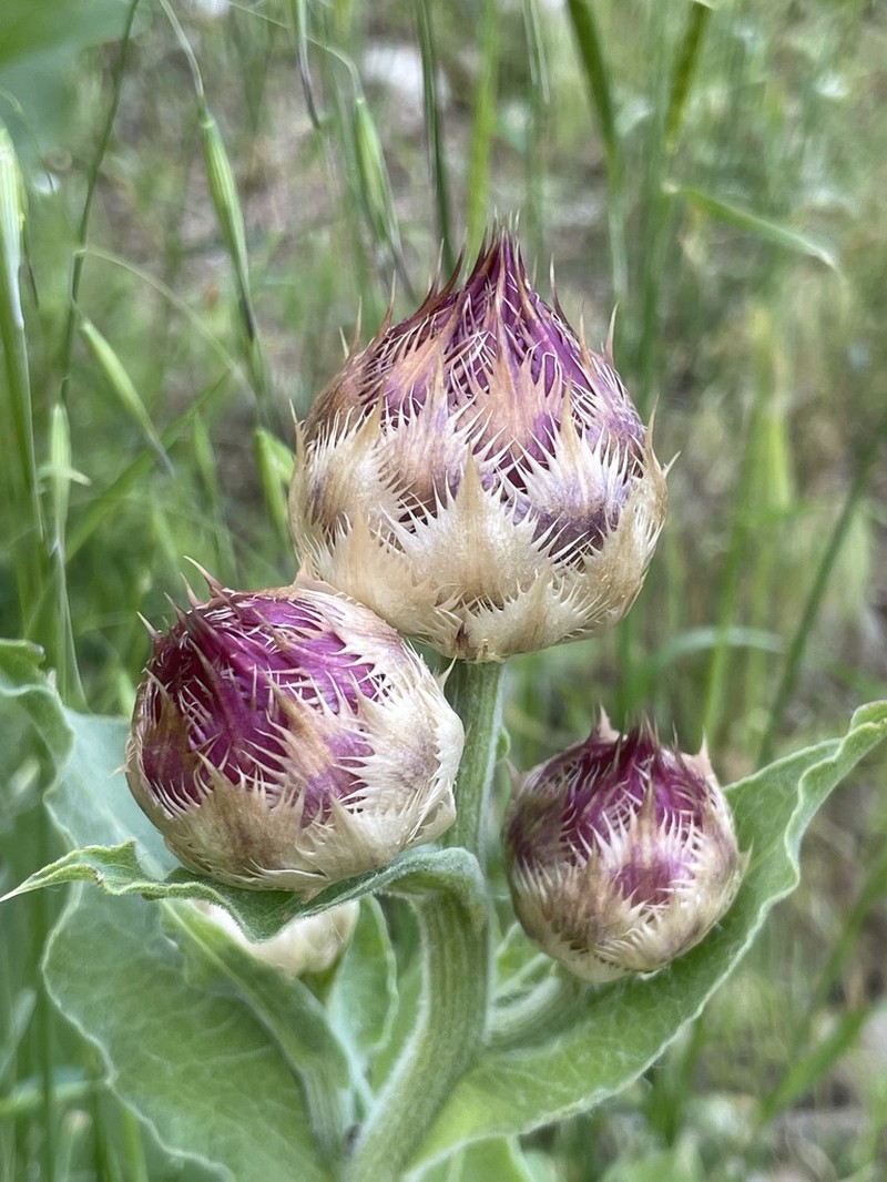 Centaurea regia photo 8