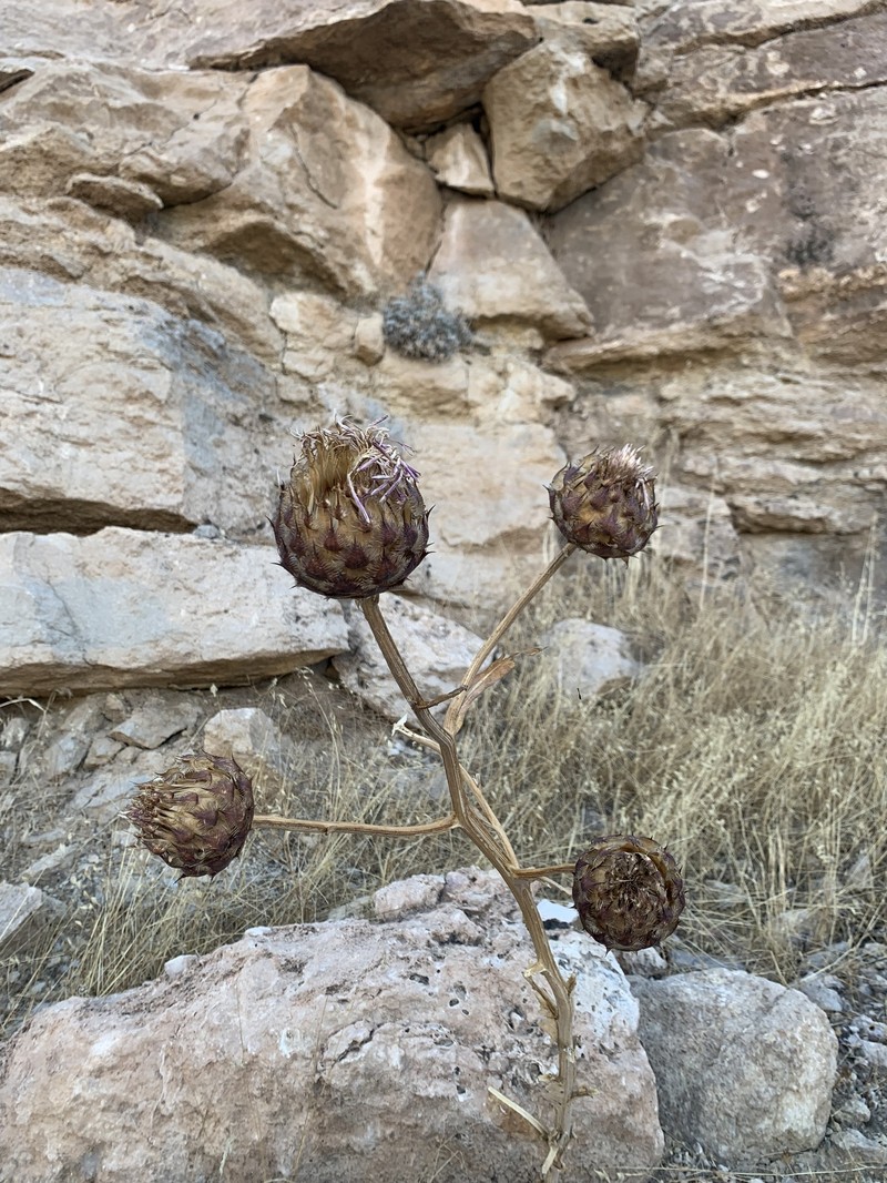 Centaurea regia var. cynarocephala