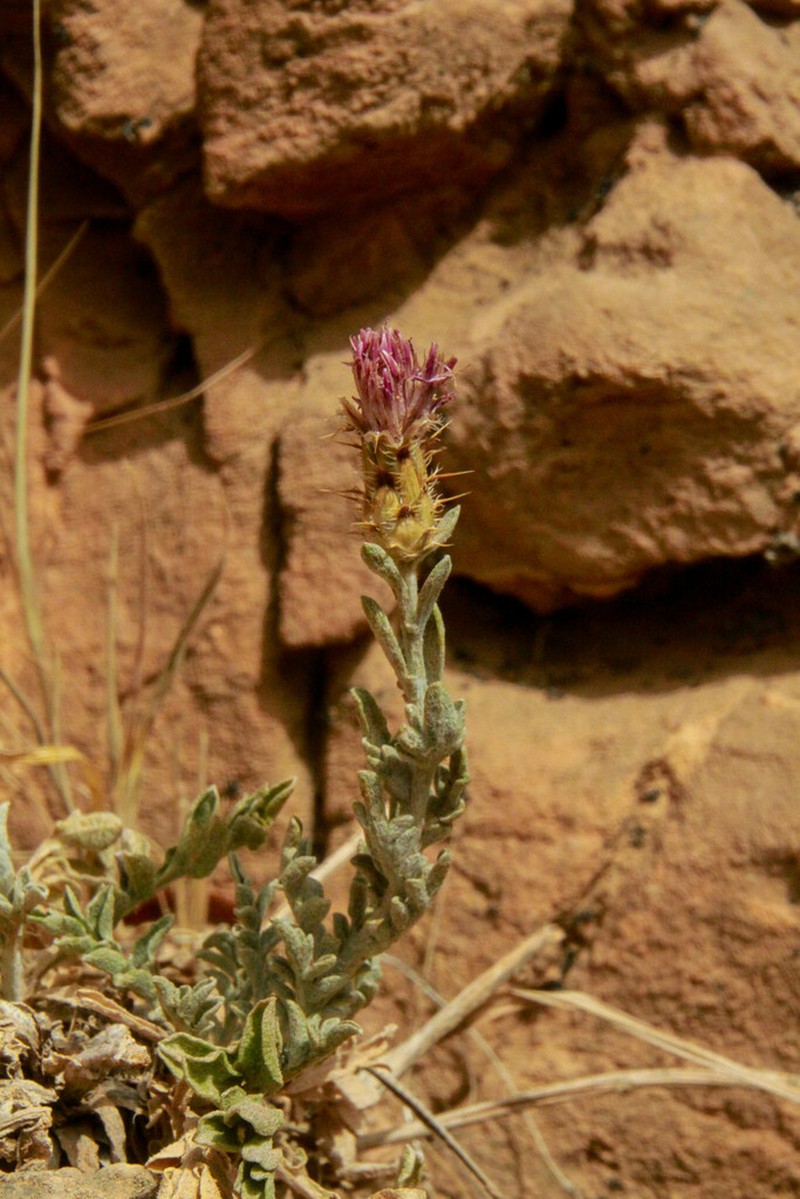 Centaurea resupinata
