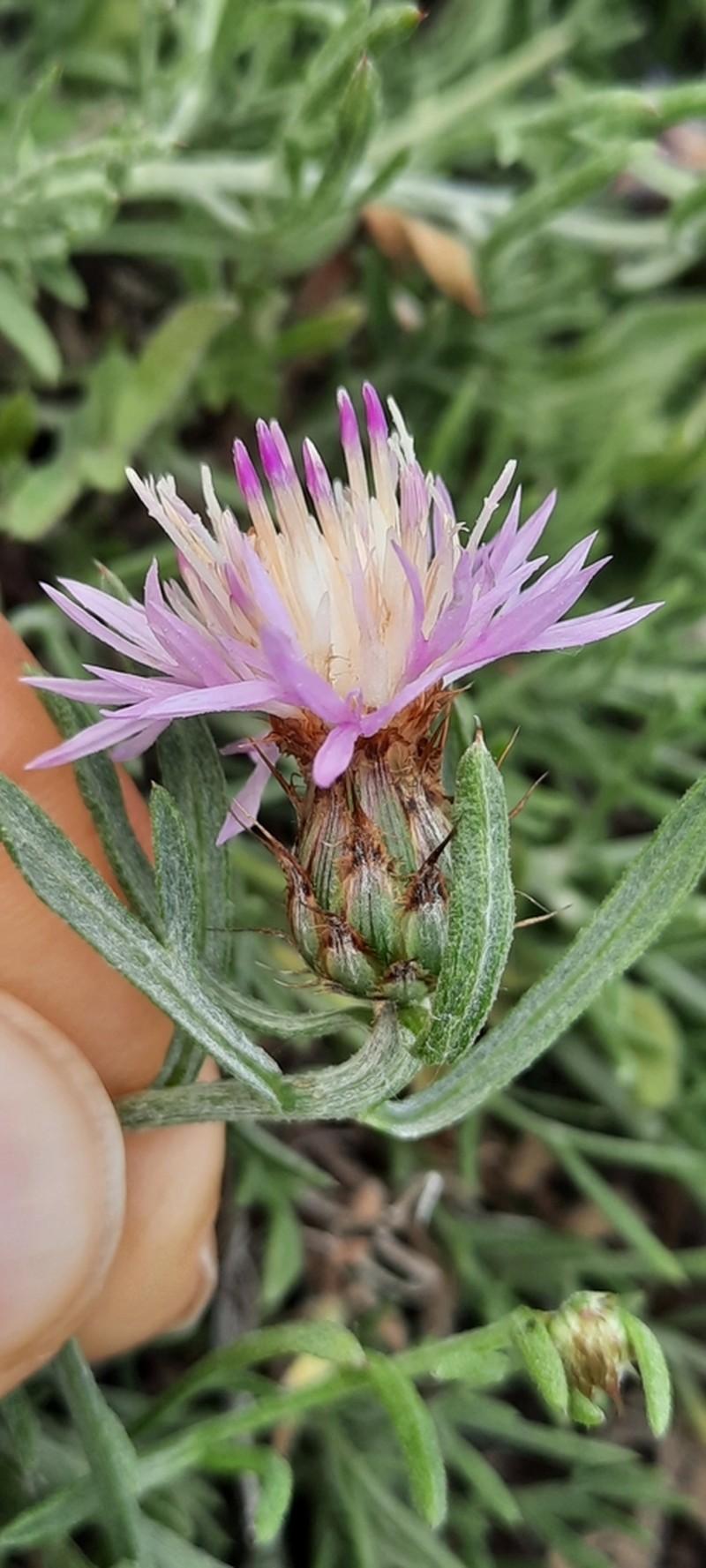 Centaurea resupinata photo 2