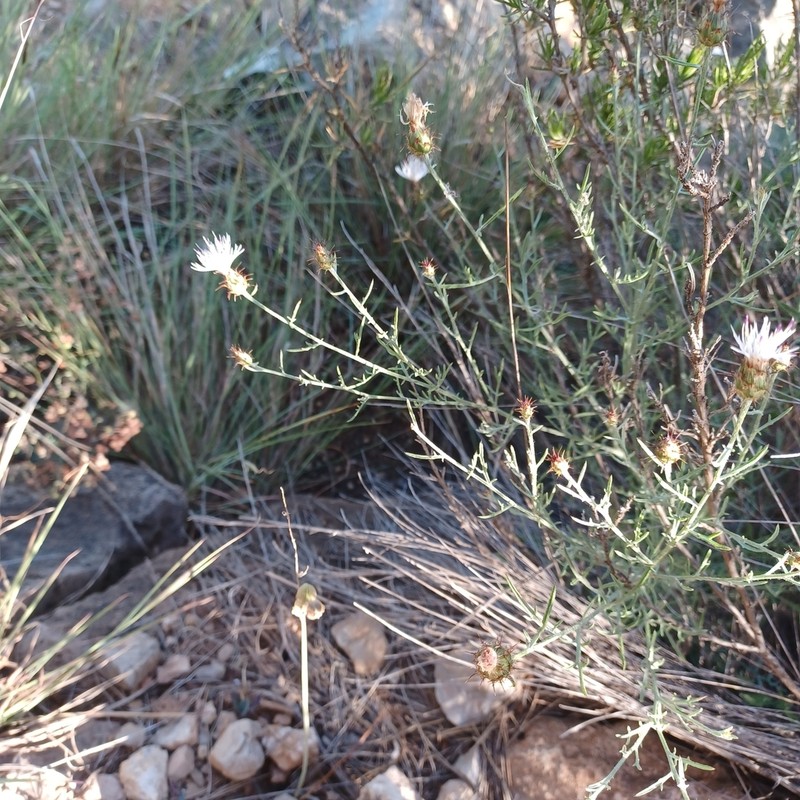 Centaurea resupinata photo 3