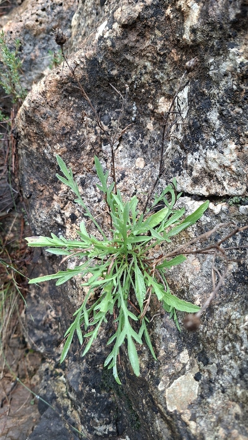 Centaurea resupinata photo 4