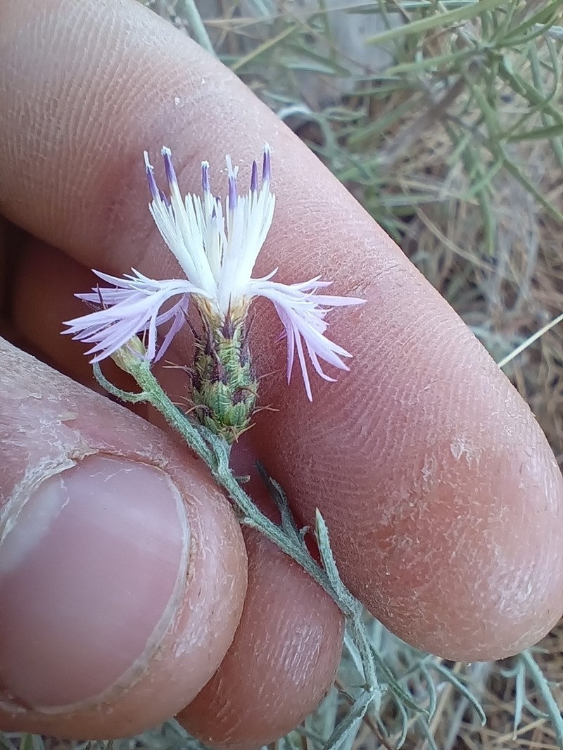 Centaurea resupinata photo 5