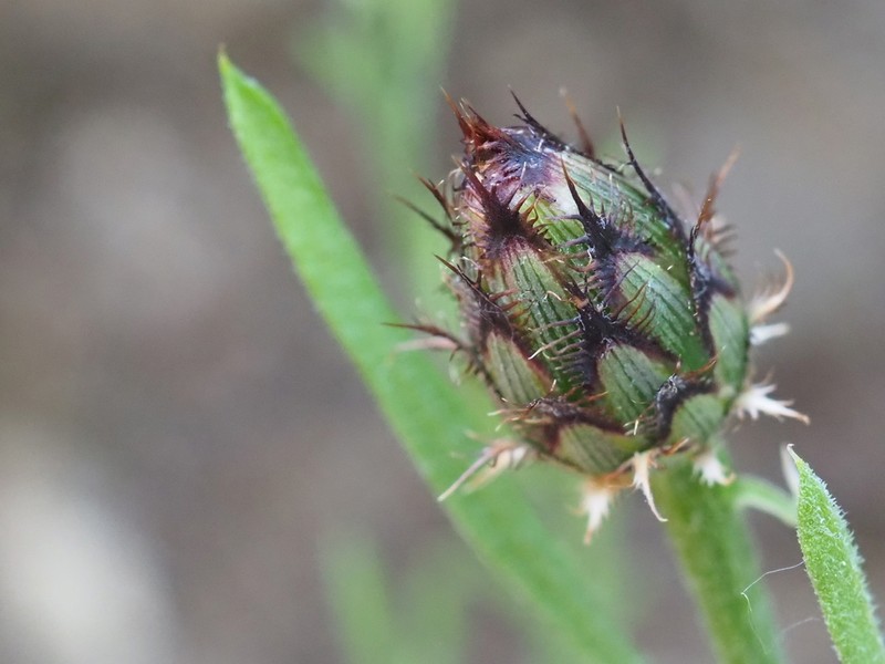 Centaurea resupinata photo 6