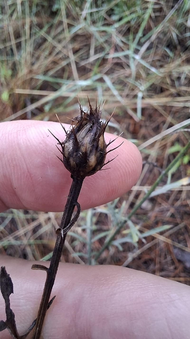 Centaurea resupinata photo 7