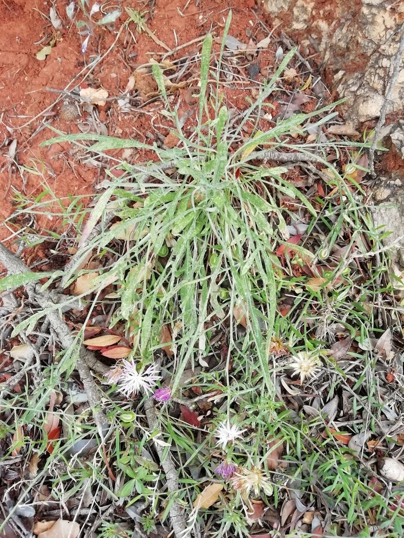 Centaurea resupinata photo 8