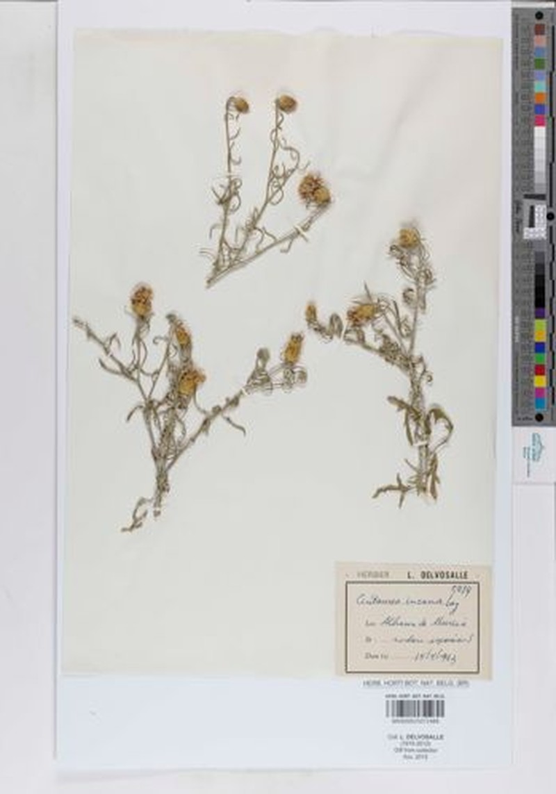 Centaurea resupinata subsp. dufourii