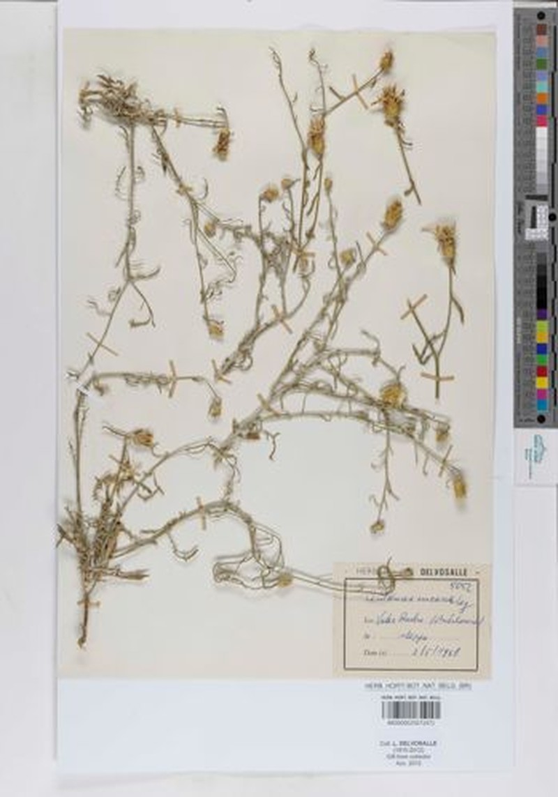 Centaurea resupinata subsp. dufourii photo 2