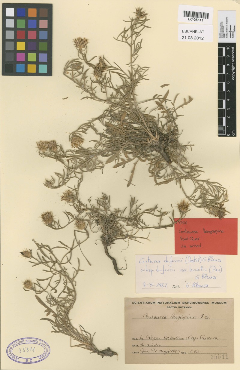 Centaurea resupinata subsp. dufourii photo 3