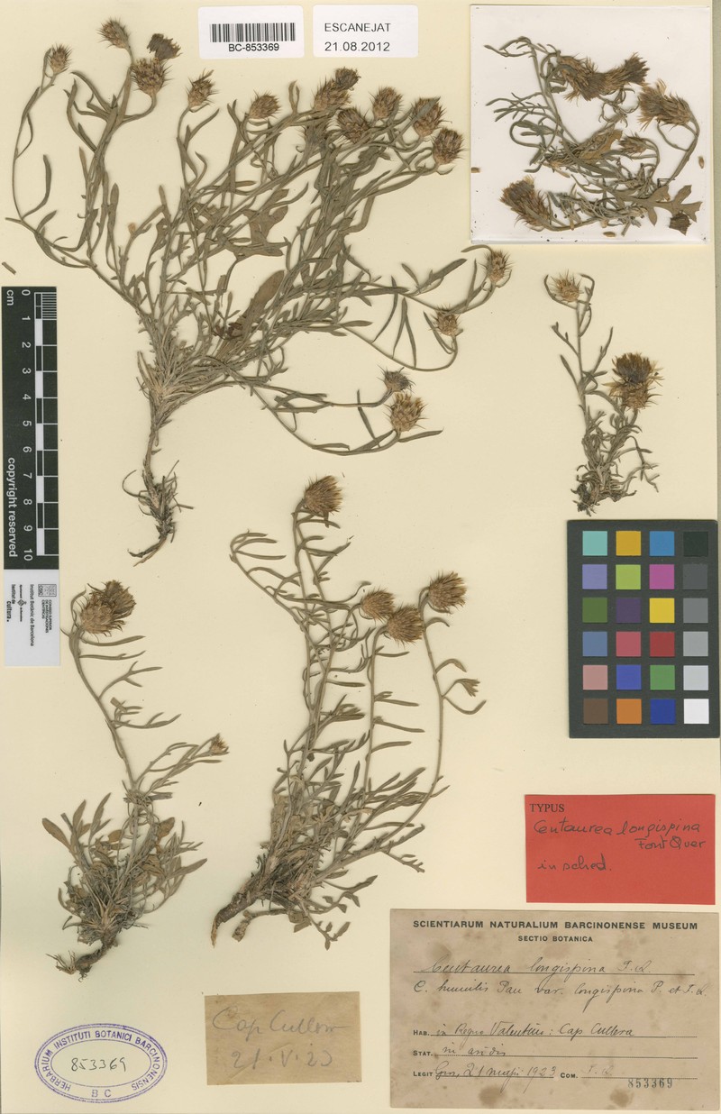 Centaurea resupinata subsp. dufourii photo 4