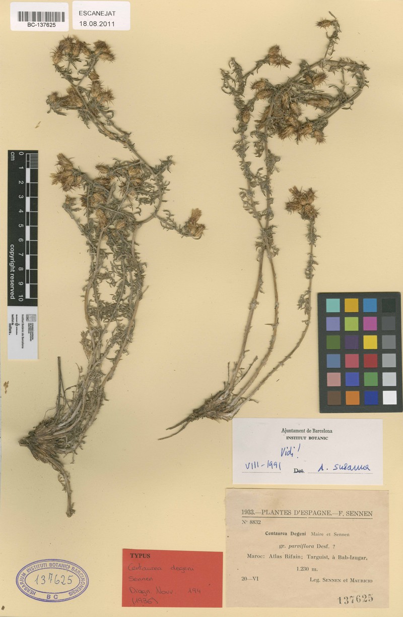 Centaurea resupinata subsp. rifana