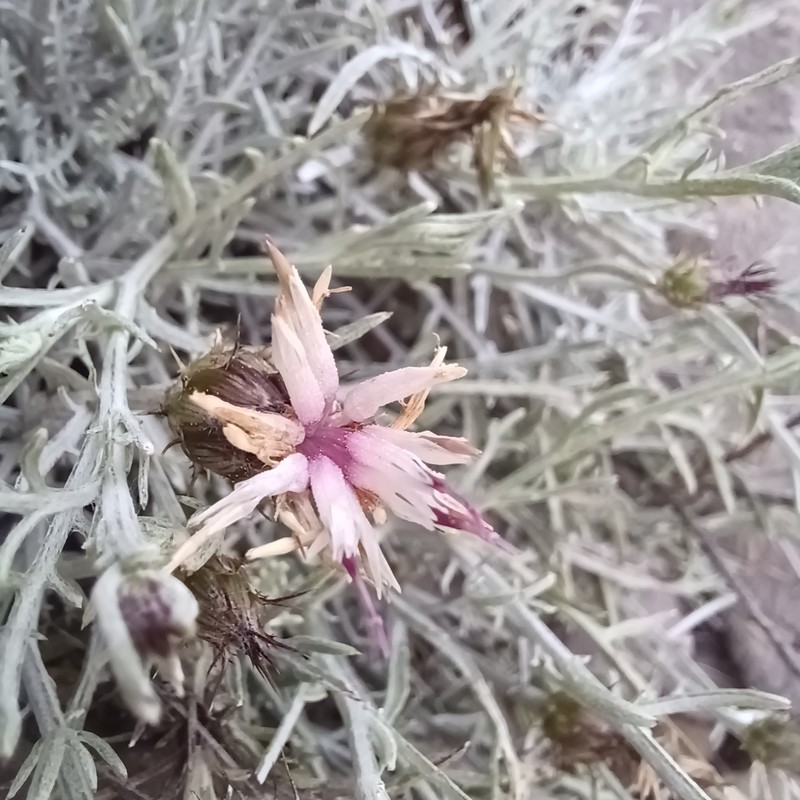Centaurea resupinata subsp. saguntina