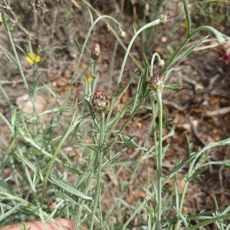 Centaurea resupinata subsp. saguntina photo 2