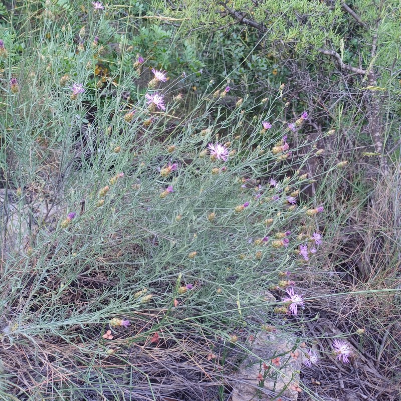 Centaurea resupinata subsp. saguntina photo 4