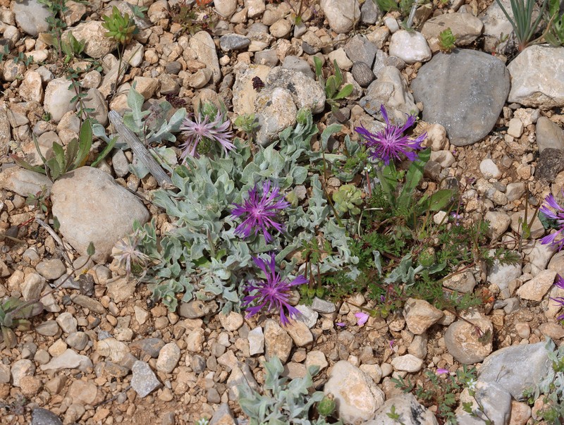 Centaurea reuteriana