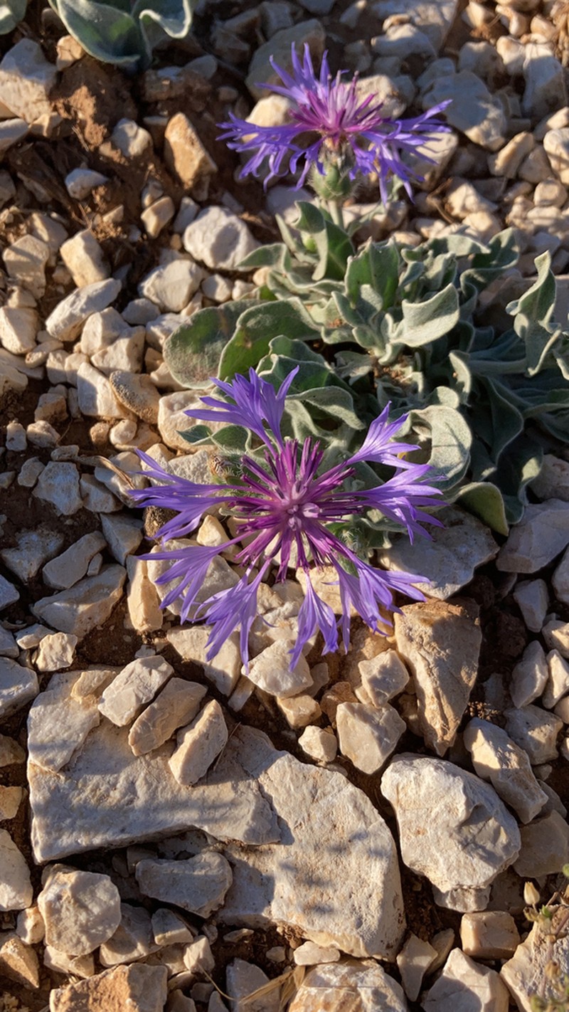 Centaurea reuteriana photo 2