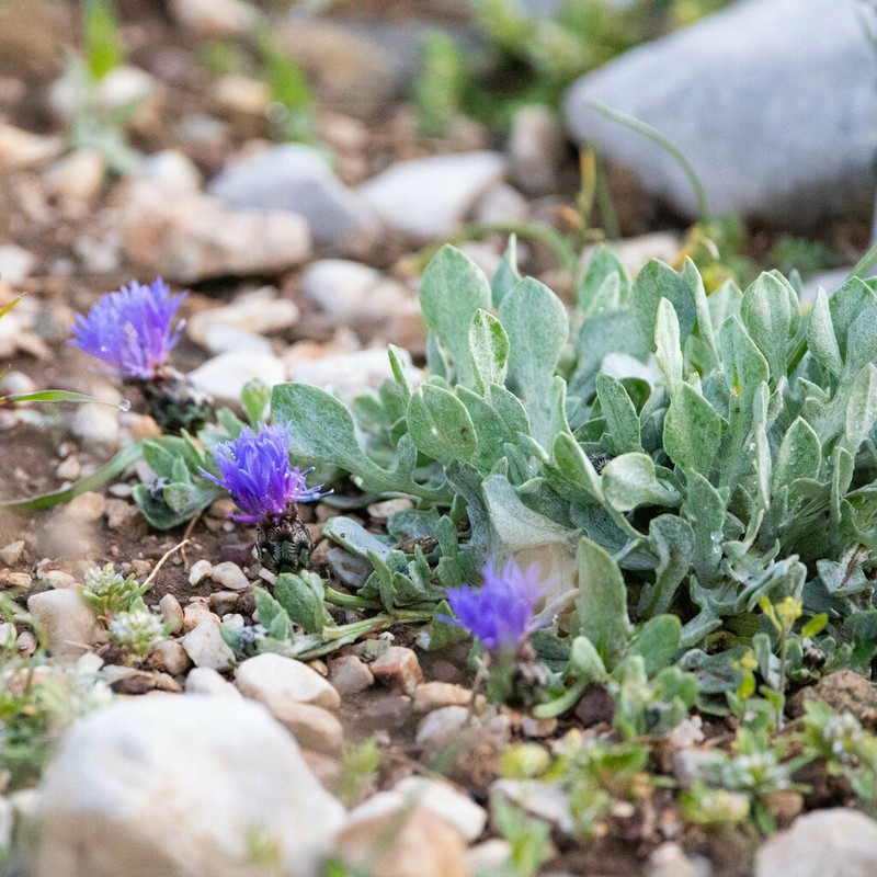 Centaurea reuteriana photo 3