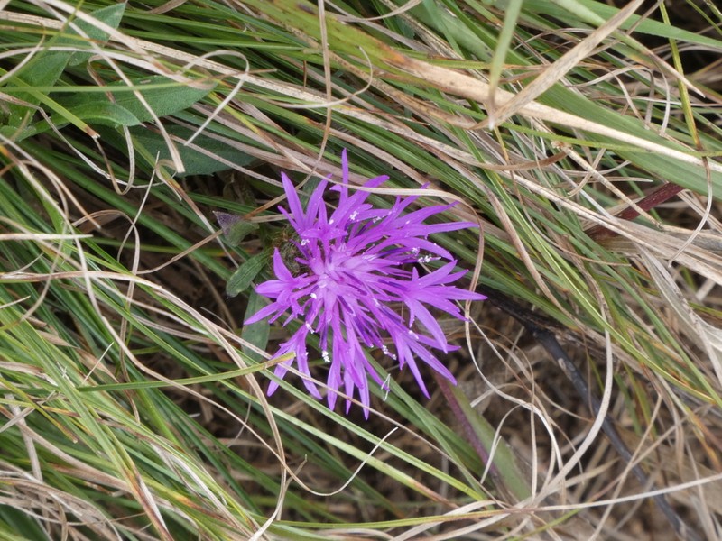 Centaurea rhaetica