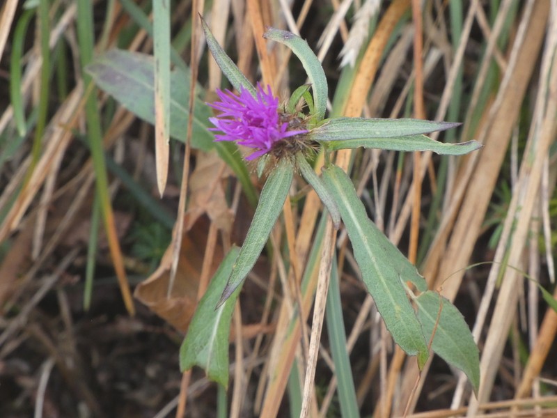 Centaurea rhaetica photo 2