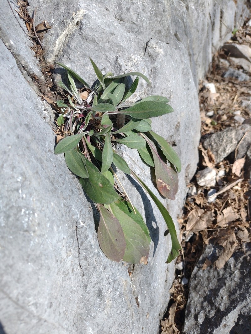 Centaurea rhaetica photo 3