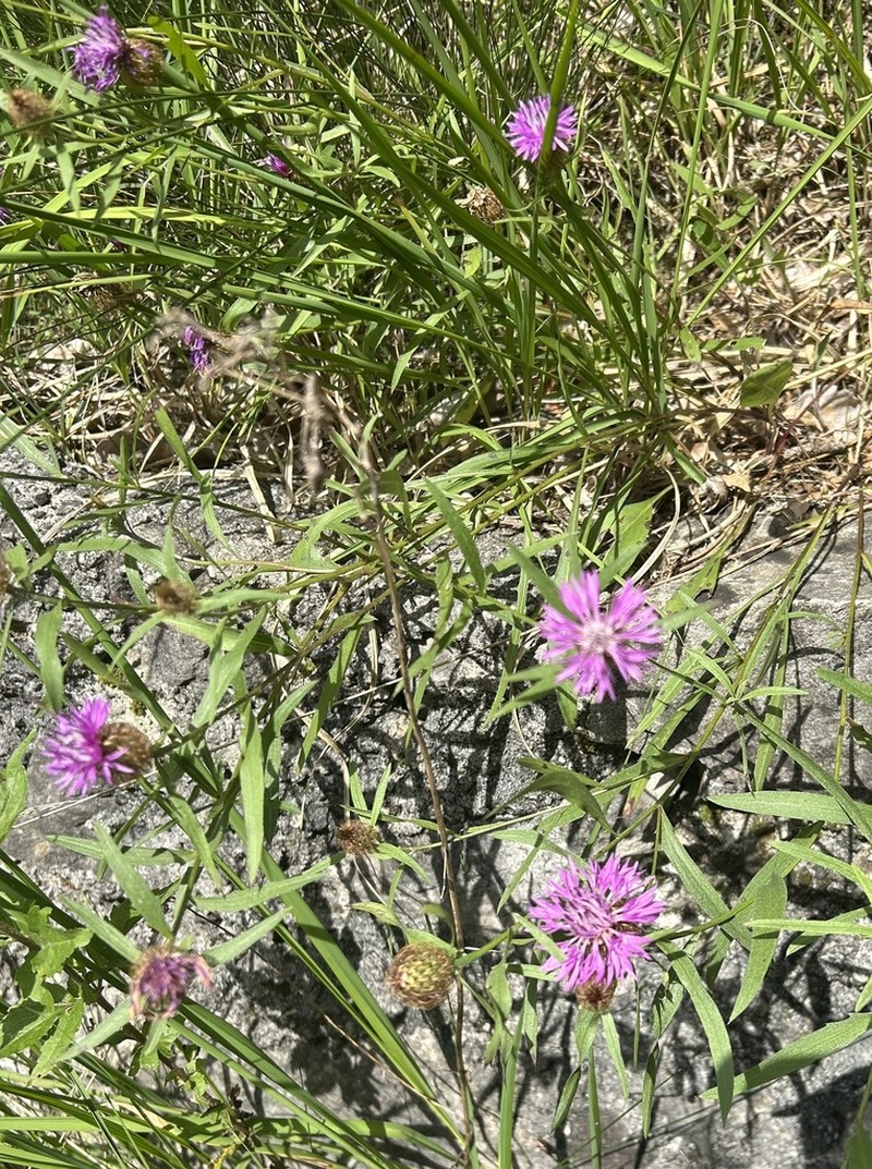 Centaurea rhaetica photo 4