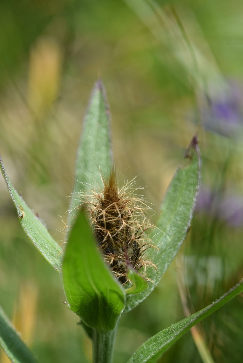 Centaurea rhaetica photo 5