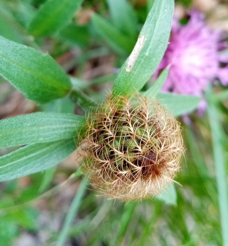 Centaurea rhaetica photo 6