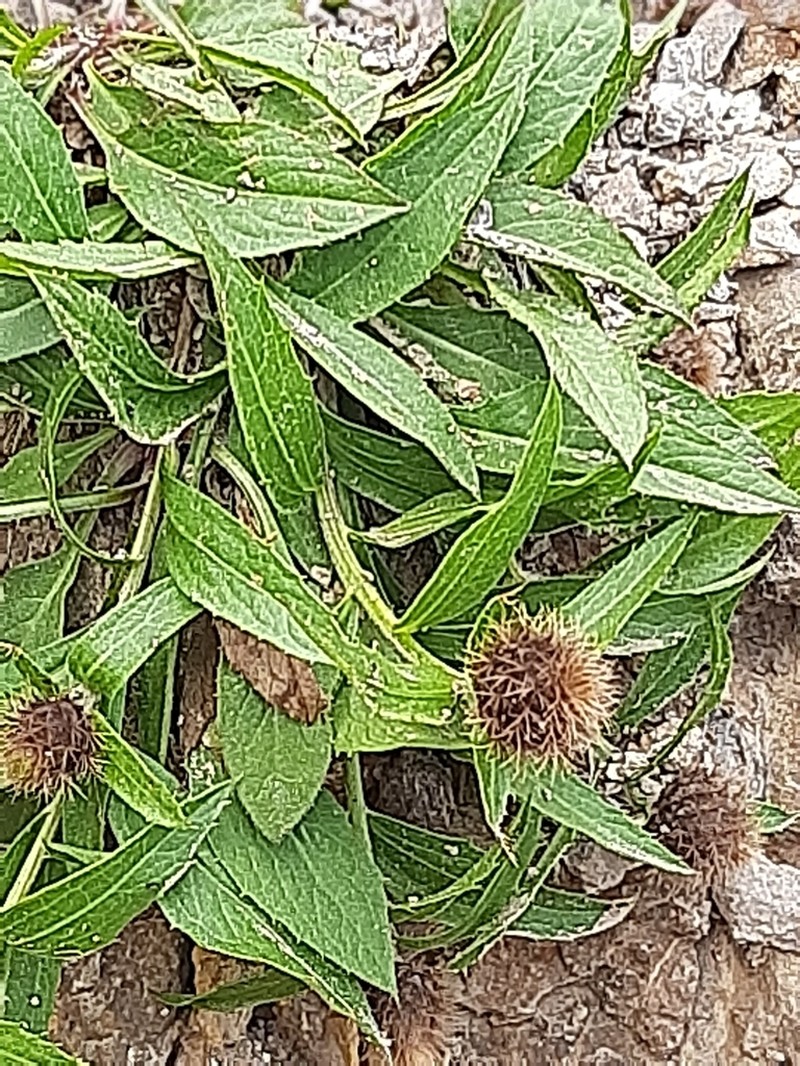 Centaurea rhaetica photo 7