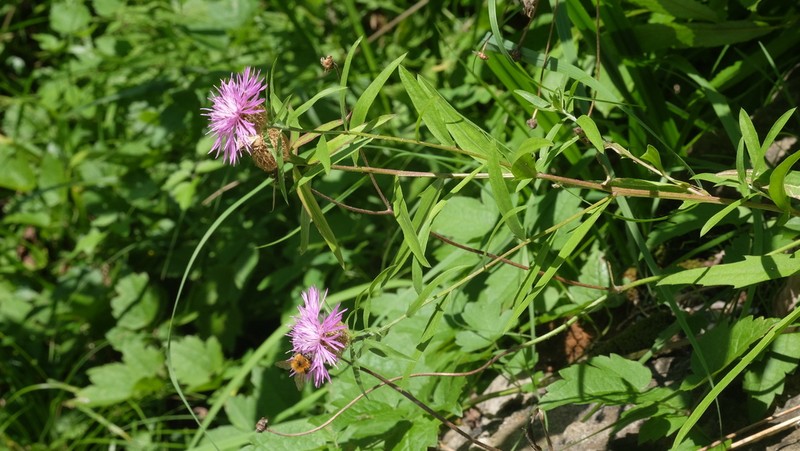 Centaurea rhaetica photo 8