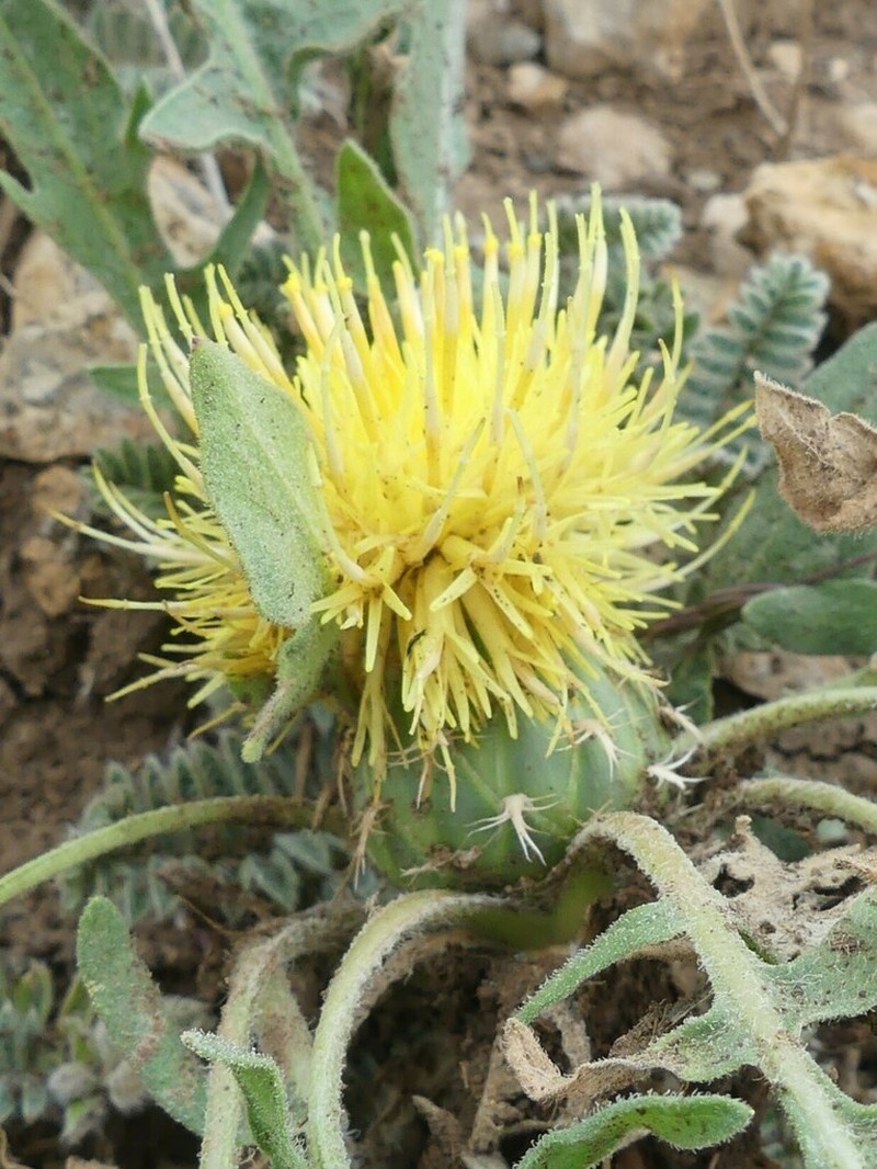 Centaurea rhizantha