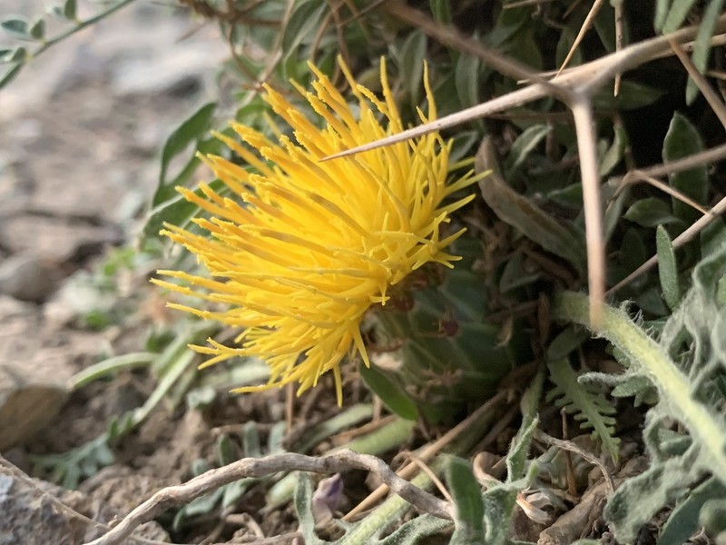 Centaurea rhizantha photo 2