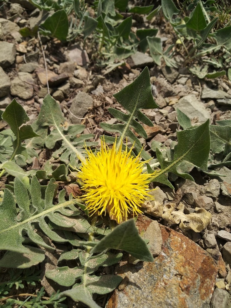 Centaurea rhizantha photo 3