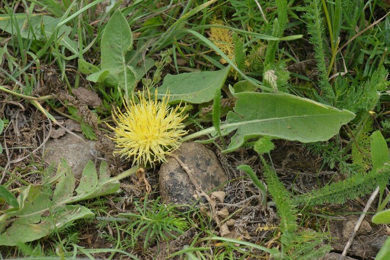Centaurea rhizantha photo 4